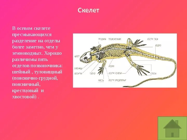 Чем различается скелет земноводных и пресмыкающихся. Класс пресмыкающиеся осевой скелет. характеристика скелета рептилий. опорно двигательная система рептилий. осевой скелет рептилий.