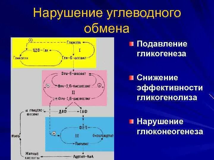 Заболевания обмена углеводов. Патология углеводного обмена. Нарушение углеводного обмена в печени. Этиология нарушений углеводного обмена.. Подавления гликогенеза, гликогенолиза, глюконеогенеза.