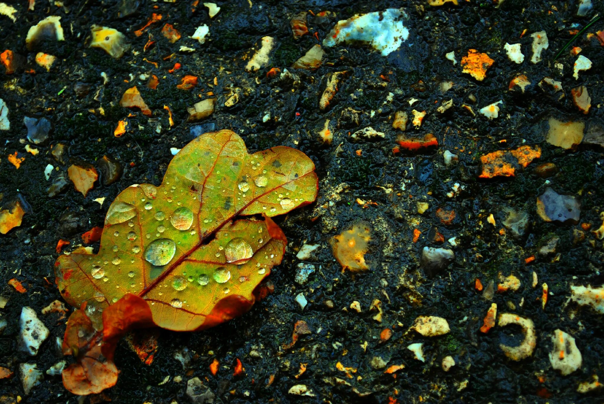 Leaf stone. Листья на камнях. Каменный лист. Листья в воде осень. Камень с листвой.