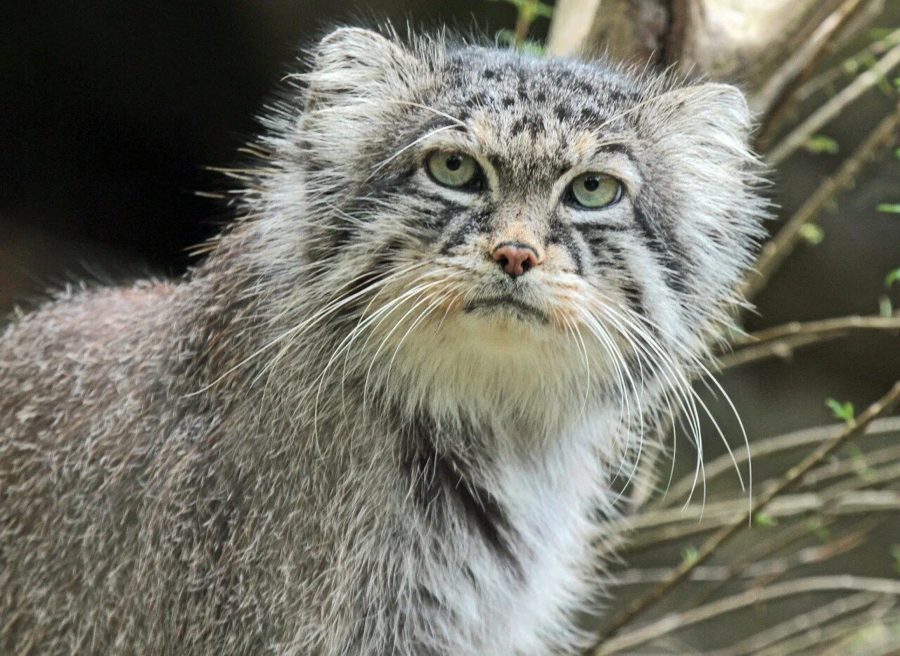 Степной кот манул. Лесной манул. Манул помесь с домашней. Взгляд манула. Манул felis manul.