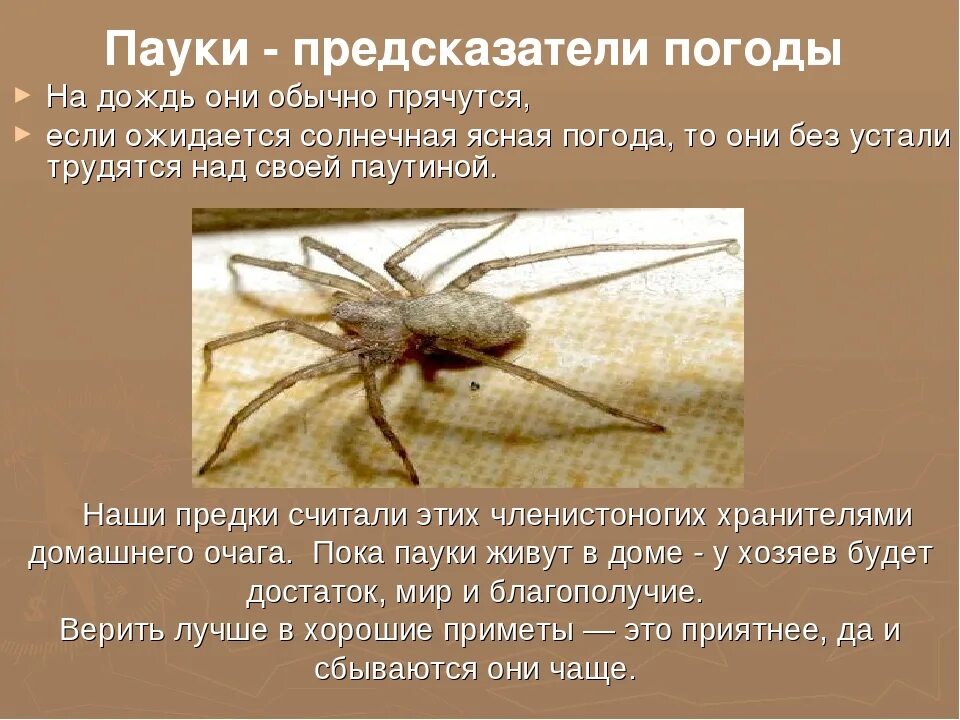 Увидеть паука на полу примета. Пауки предсказатели погоды. Приметы паукообразных. Паук примета. Приметы про пауков.