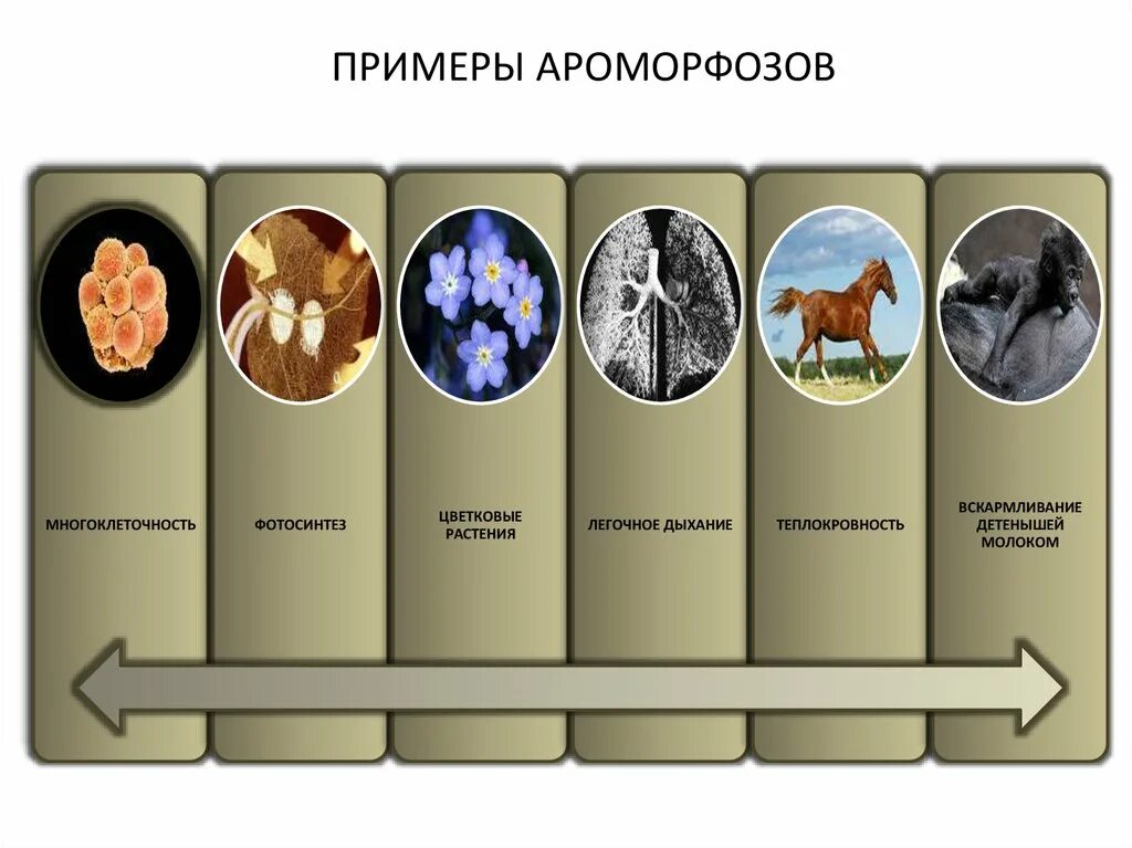 Эволюция трехслойных животных. Ароморфоз примеры. Алломорфоз примеры. Макроэволюция ароморфоз. Примеры ароморфоза в биологии.