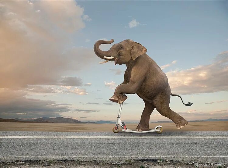 An elephant can climb. Смешной слон. Слон бежит. Смешные слоны. Слон прыгает.