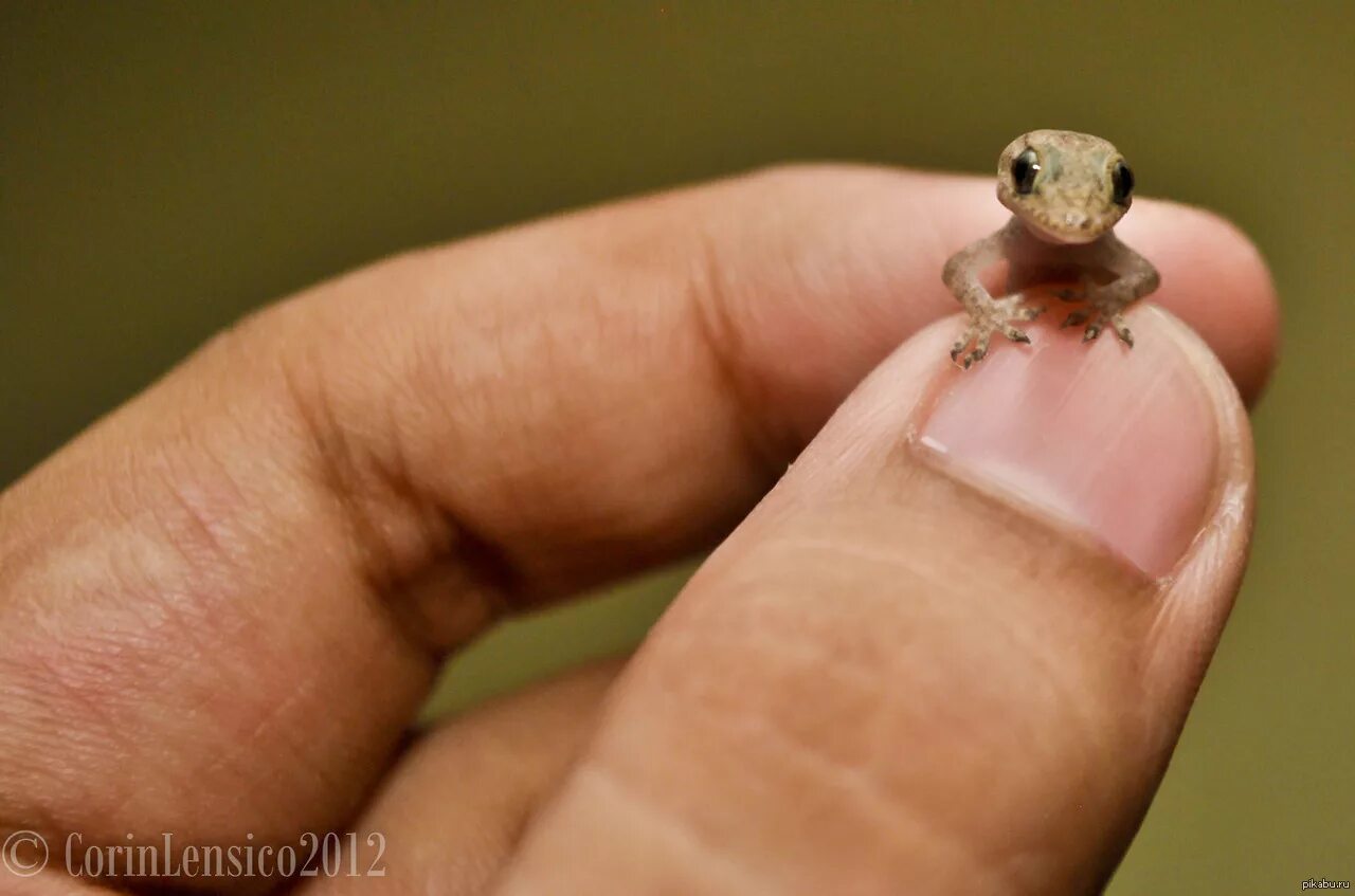 Фотополимерный 3д принтер. Крошечный 3. Самый маленький предмет. 3d printer юла. Tiny house фэнтези.