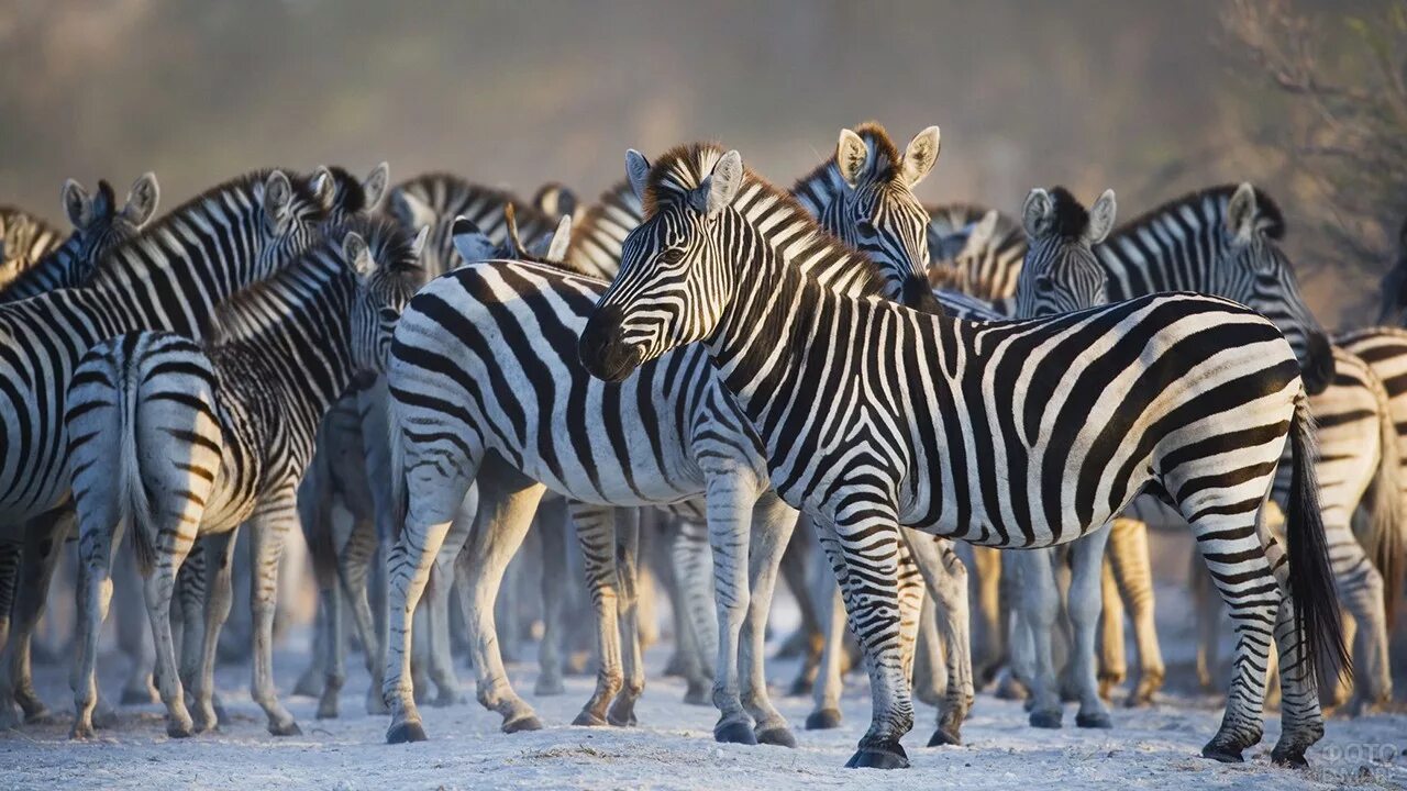 Зебры миграция Макгадикгади. Популяция животных. Африканские животные. Стадо животных. Зебра живет в африке