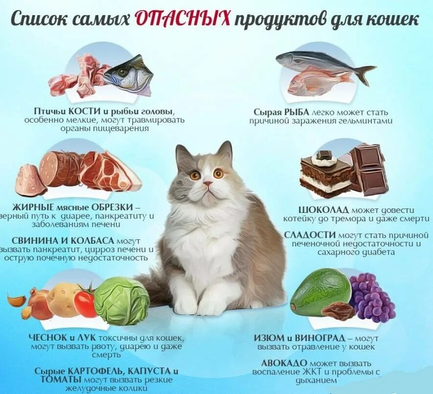 Можно кошкам давать печень. Продукты питания для кошки. продукты для кошек. что нельзя давать кошкам. полезная еда для котов.