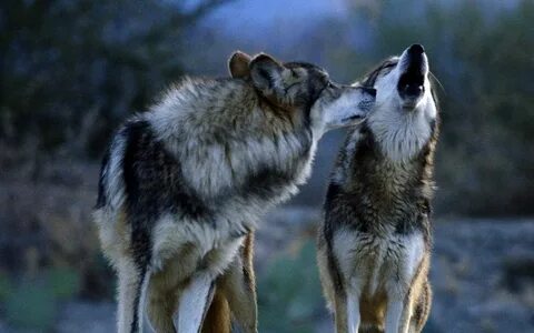 Nature Animals Wild Wolves.