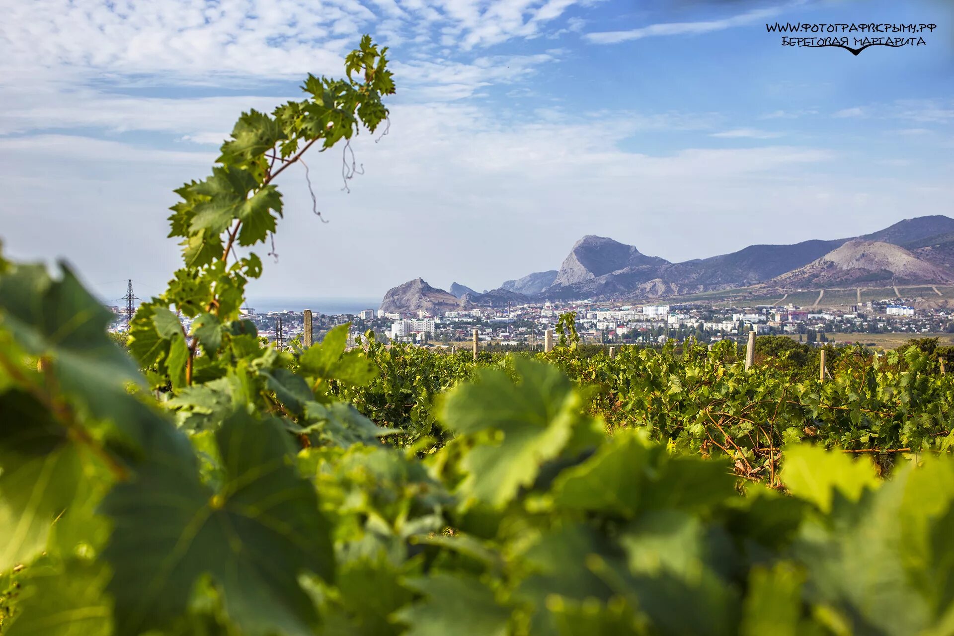 коктебель виноградники с виноградом. сорт коктебель. виноградные плантации в крыму. виноградники терруара коктебель. коктебель виноградники с виноградом.