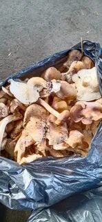 Грибная охота в ростовской