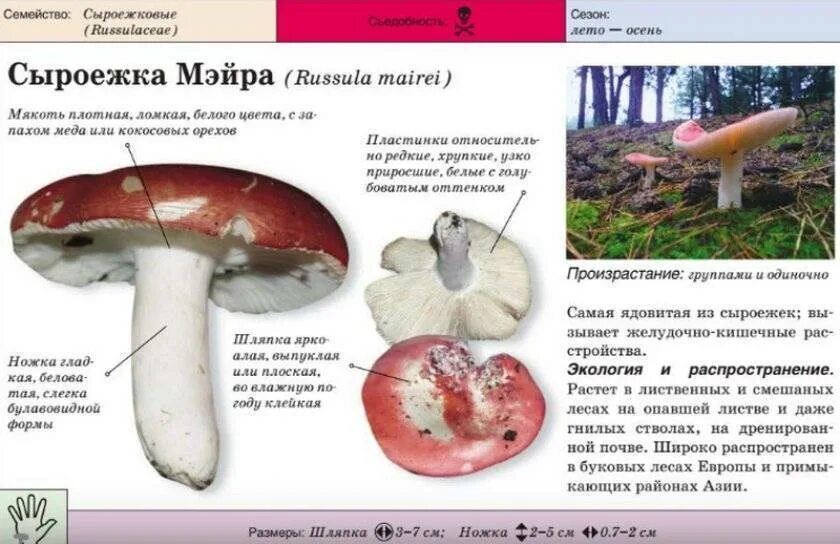 Какие отношения между оленем и сыроежкой