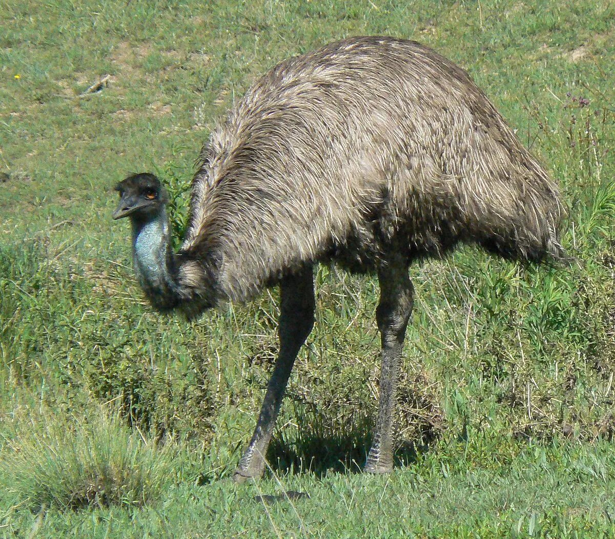 Emu o
