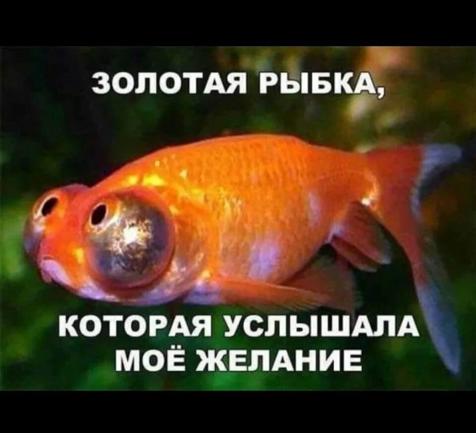 3 желания золотой рыбке. Услышав мои желания золотая ры. золотая рыбка желания. услышав мои желания золотая рыбка. золотая рыбка исполняет желания.