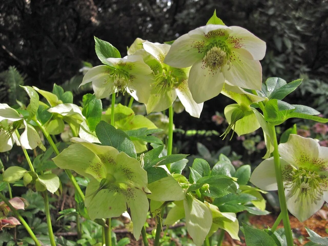 Зимовник цветок. Морозник (Helleborus) кавказский. Зимовник морозник. Зимовник морозник кавказский. Морозник Лесной кавказский.