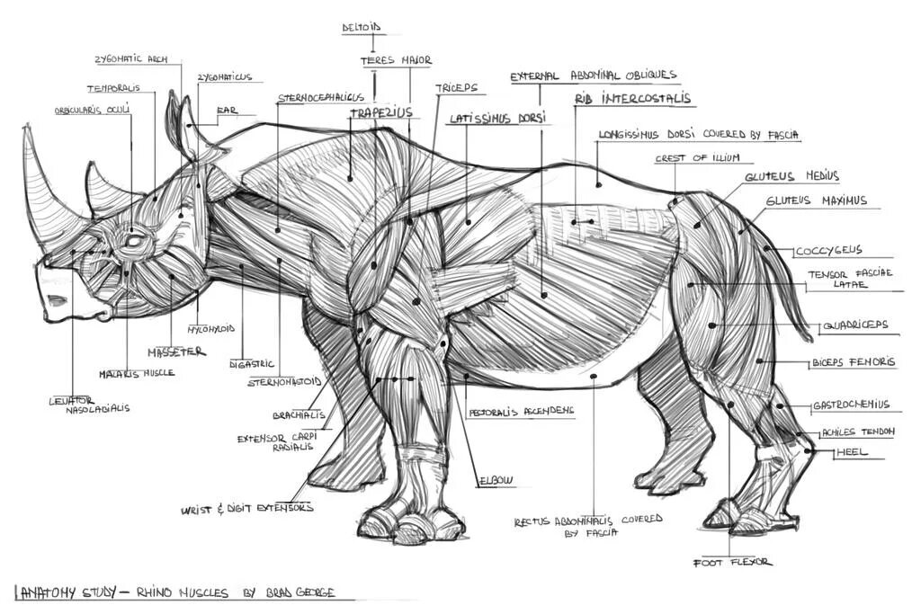 Анатомия носорога. Строение носорога. Мышцы носорога. Носорог строение тела.
