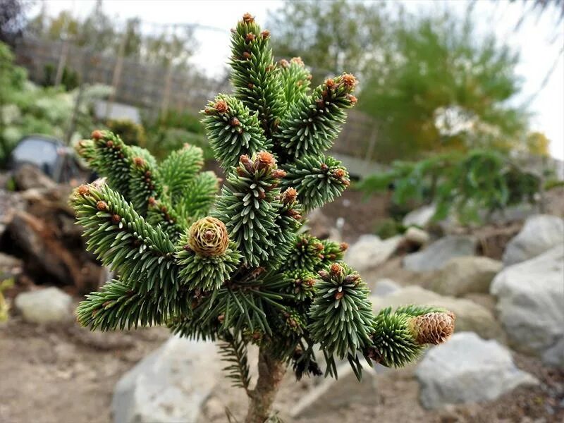 Picea pusch. Picea abies red devil. picea abies mikulasovice. picea abies red devil на штамбе. ель обыкновенная акрокона.