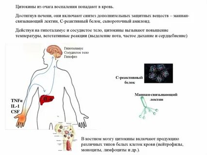 Что показывает воспаление