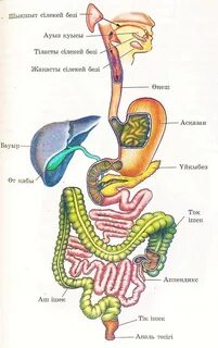 Күйеуіштің ашық фотосы