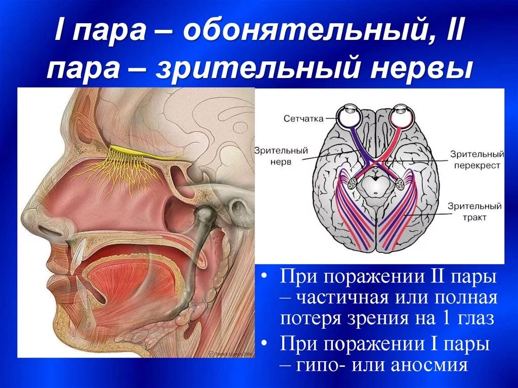 Нервы обонятельный зрительный