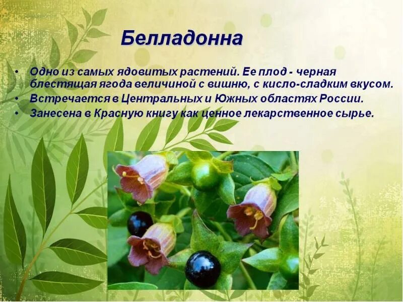 Ядовитые растения. Ядовитые растения России. Интересные ядовитые растения. Ядовитые культурные растения. Красная книга ядовитое