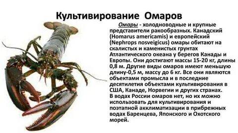 Ракообразное 7