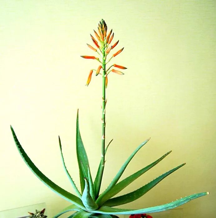 Cactus Blog - Page 31 of 213 - Cactus Jungle