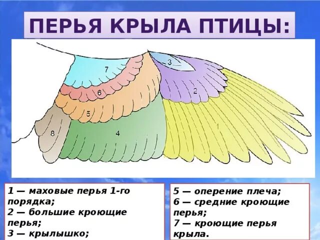 Расположение перьев у птиц. Маховые Крылья строение. Строение крыла птицы схема. Строение крыла перья. Маховые и кроющие перья.