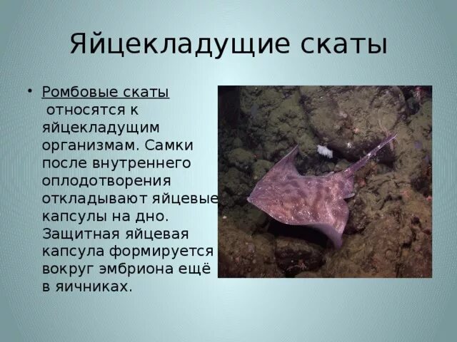 Как размножаются скаты