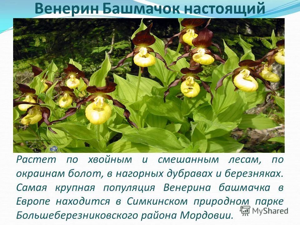 В какой зоне растет башмачок. Венерин башмачок растет. венерин башмачок природная зона. венерин башмачок среда обитания. венерина башмачка природная зона.