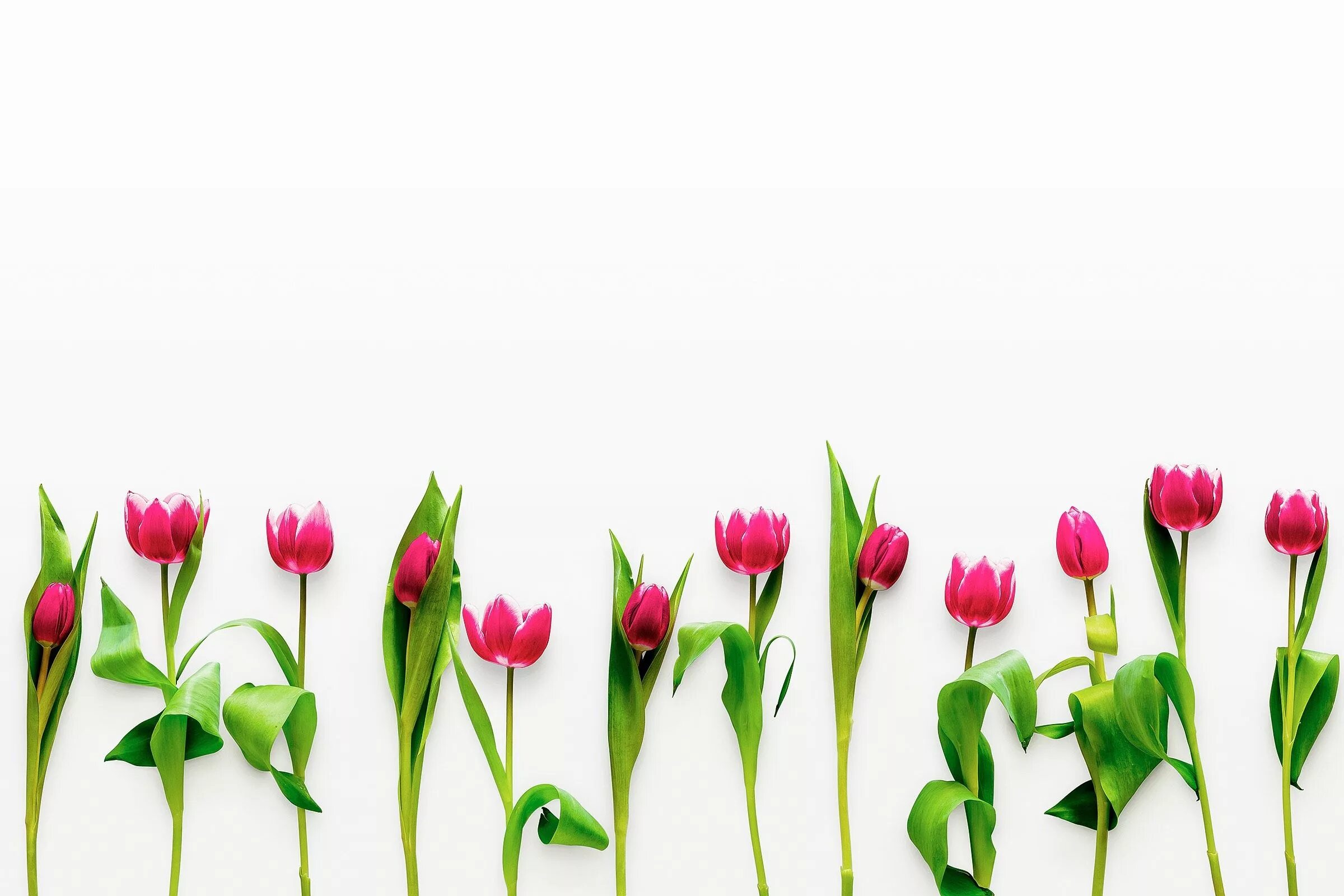 Тюльпаны минимализм. Фон тюльпаны Минимализм. Креативный фон из тюльпанов. Минималистичный тюльпан.