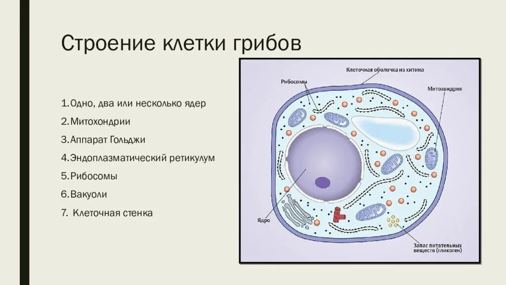 Аппарат Гольджи в грибной клетке. Строение грибной клетки. Схема строения клетки гриба. Строение грибной клетки ЕГЭ. В клетках грибов есть ядро