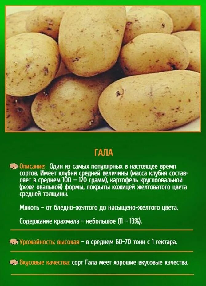 Картофель сорт пароли. Семенной картофель. сорт гала. картофель семенной гала описание сорта. гала картофель характеристика. сорт гала картофель семена.
