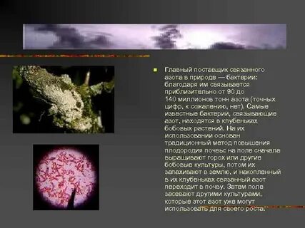 Какие организмы способны усваивать азот