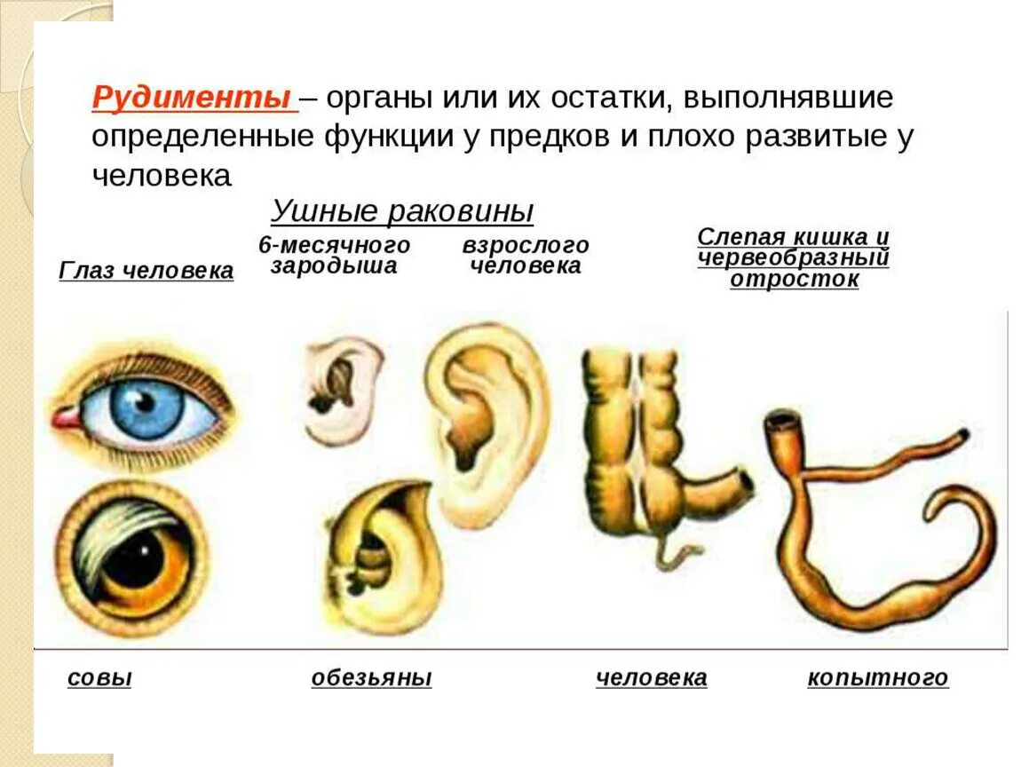 Атавизмы и рудименты человека. Наличие рудиментов у человека доказательства эволюции. Рудимент ушной раковины. Рудименты и атавизмы доказательства эволюции.