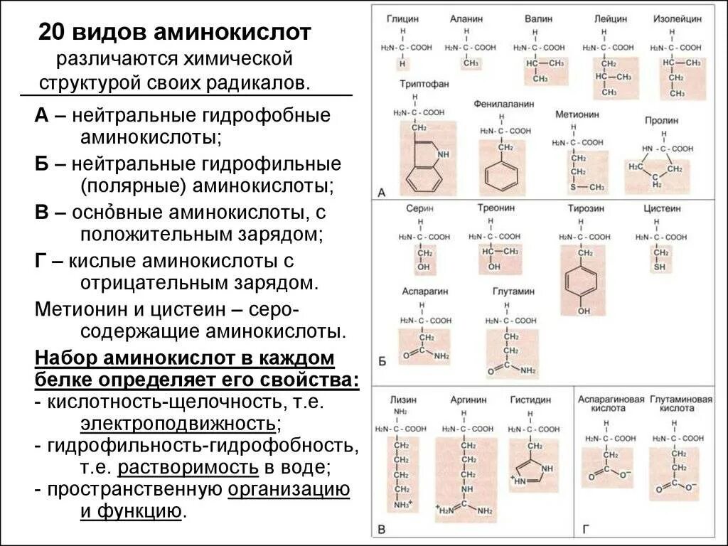 20 аминокислот определите. 20 аминокислот таблица аминокислоты. формулы основных аминокислот. 20 аминокислот классификация. 20 аминокислот формулы и названия таблица биохимия.