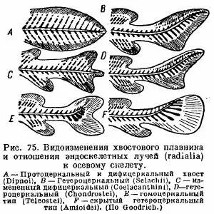Хвостовой плавник у рыб