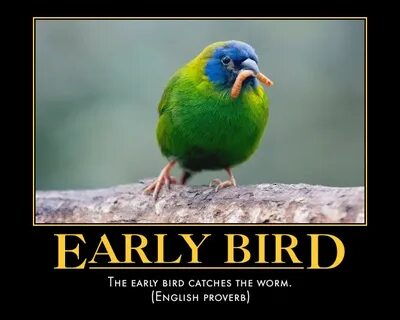 Catch bird