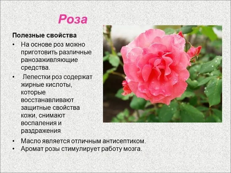 Стимуляции роз. Информация о Розе. Характеристика розы.