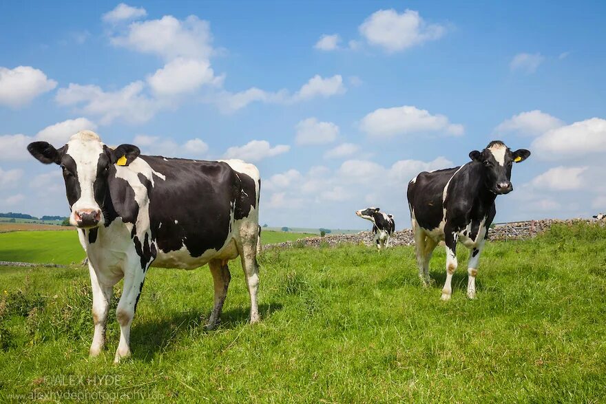 Animale de vinzare kai vaci in moldova. Домашняя корова. Bezerro. Animale de vinzare kai vaci in moldova. Rasa holstein.