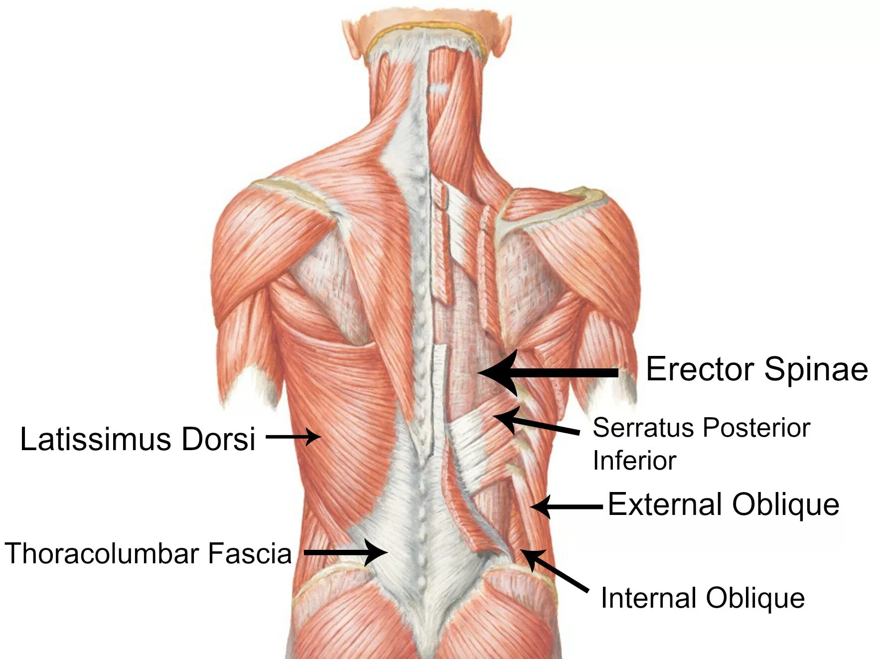Части поясницы. Латиссимус Дорси. Latissimus Dorsi мышца. Erector Spinae. Мышца, выпрямляющая позвоночник m. Erector Spinae.