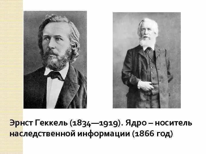 Эрнст генрих геккель экология. Эрнст геккель 1866. Геккель экология. Геккель экология 1866. Определение экологии геккеля.