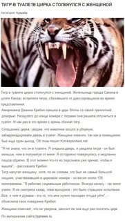 Приснился тигр к чему мужчине