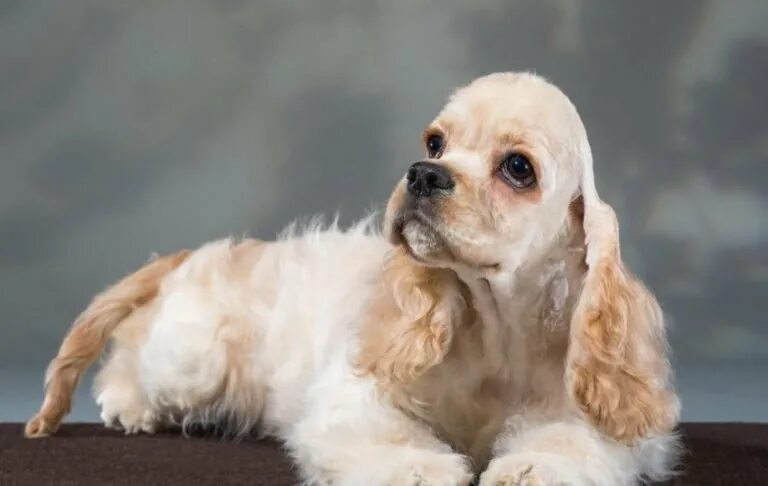 ENG.SOBAKI.PRO Dog breeds American Cocker Spaniel Photo 107046