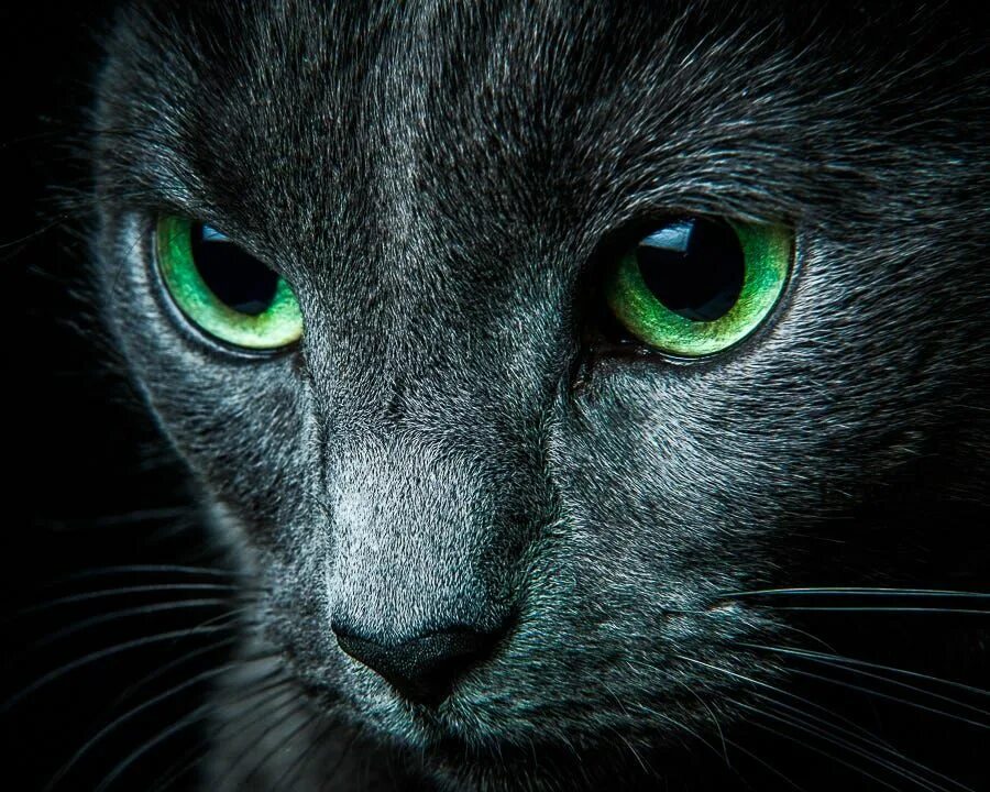 Темно зеленая кошка. Чёрно-голубая кошка. голубая кошка зелёные глаза. русская голубая кошка черная. животные с темно зелеными глазами.