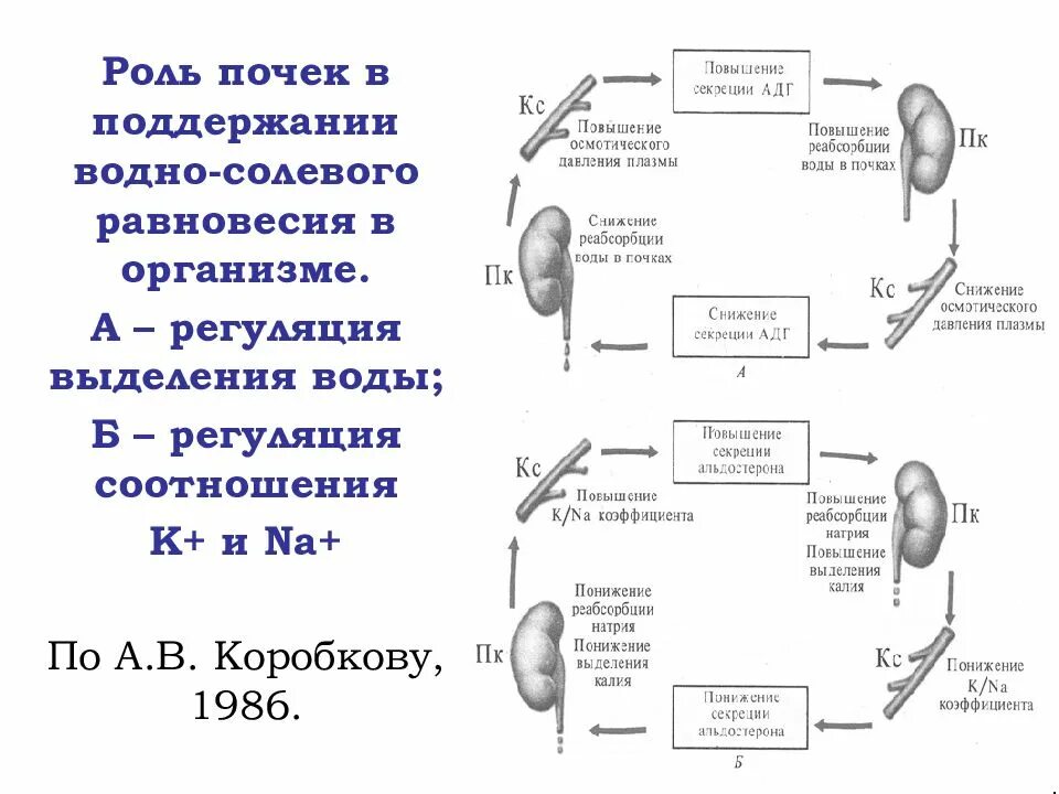 Регуляции водно солевого обмена в организме человека. Участие почек в регуляции водно-солевого обмена организма. Регуляция водно-солевого равновесия роль почек. Регуляция водно солевого баланса почками. Регуляция водно-солевого обмена почек физиология.