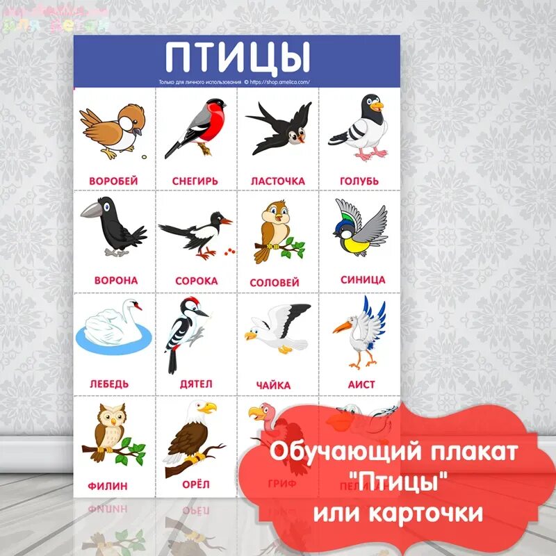 Говорящие птицы названия. Плакат птицы. Обучающие плакаты про птиц для детей. Птицы плакат для детей. Обучающие плакаты для малышей.