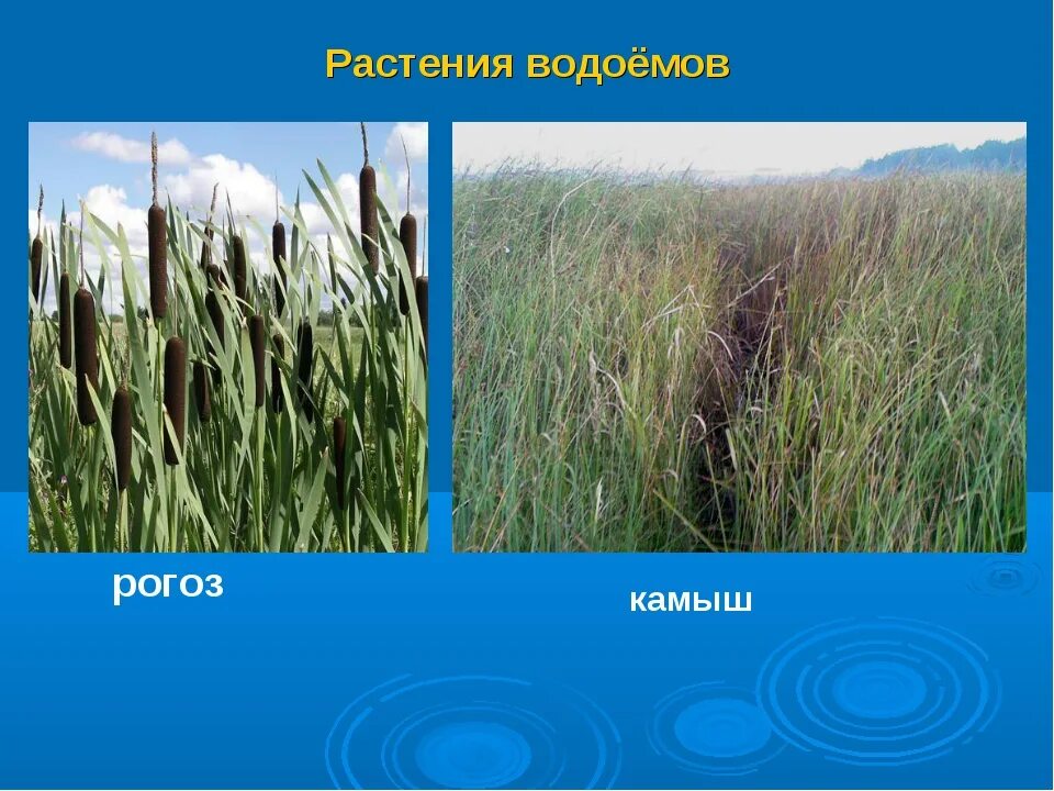 Укажите растения водоемов. Растение пресного водоема 4 класс камыш. Камыш и рогоз. Название растений пресного водоема. Рогоз растение водоема.