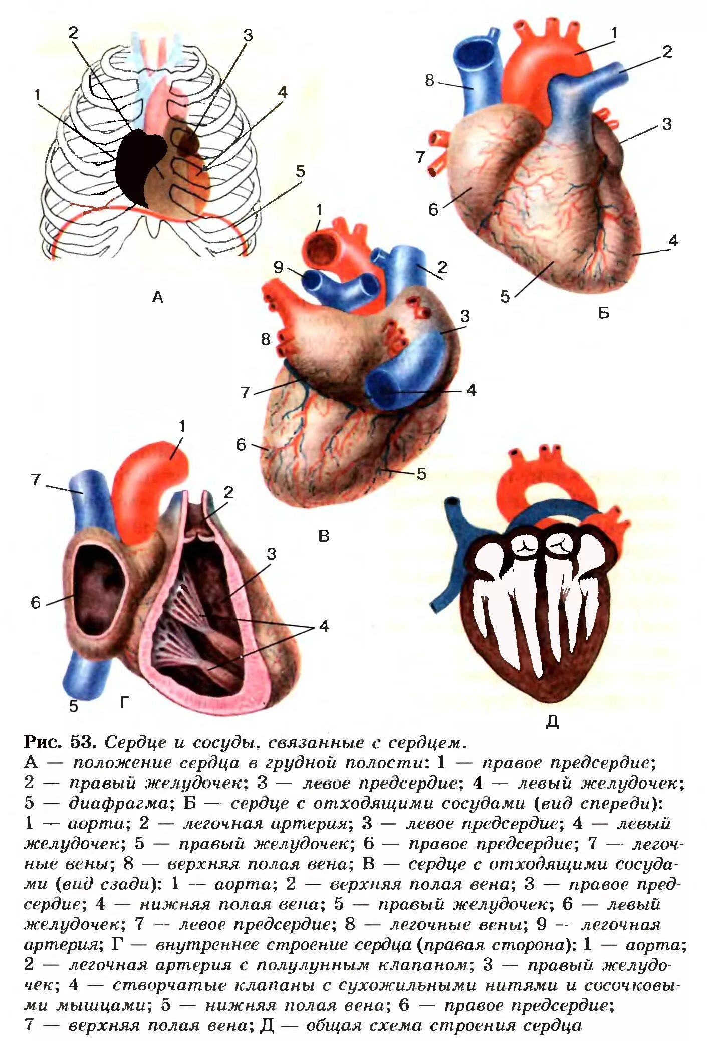 Какое сердце можно назвать. Рис 65 сердце и сосуды связанные с сердцем. Строение сердца и сосудов. Строение сердца сосуды сердца. Рис строение сердца.