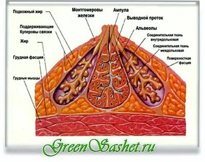 Железы на сосках