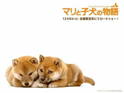 Love is dogs