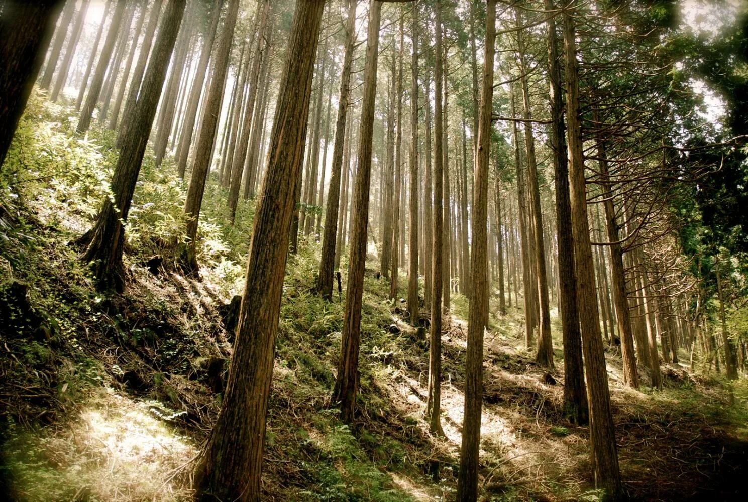 Какие леса в азии. Какие леса в азии. Джунгли китая. Леса юго восточной азии. Листопадные тропические леса.